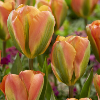 Tulip Orange Marmalade- Pack of 6