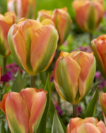Tulip Orange Marmalade- Pack of 6