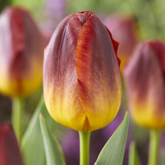 Tulip Amber Glow - Pack of 6 Bulbs
