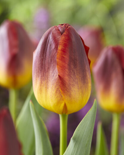 Tulip Amber Glow - Pack of 6 Bulbs