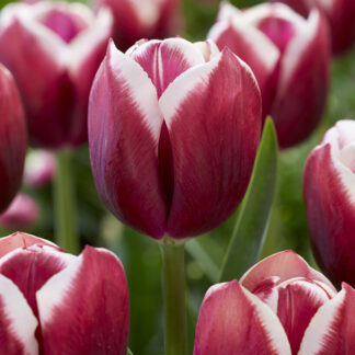 Tulip Tiramisu- Pack of 6