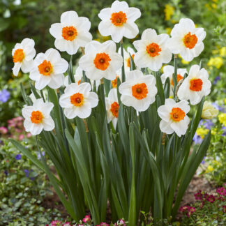 Daffodil Barret Browning - Pack of 15 Bulbs
