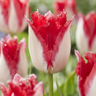 Tulip Sweet Paradise- Pack of 6