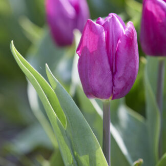 Tulipa Purple Prince - Pack of 6