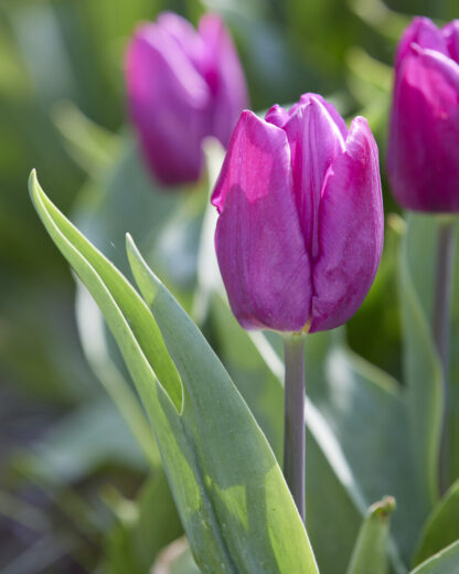 Tulipa Purple Prince - Pack of 6