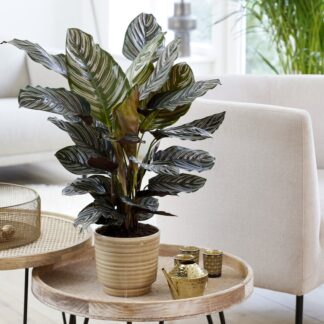 Calathea Sanderiana - Pin Stripe Calathea