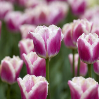 Tulip Siesta - Pack of 6 Bulbs