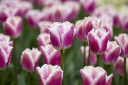 Tulip Siesta - Pack of 6 Bulbs