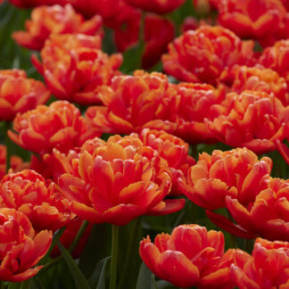 Tulipa Icoon -  Pack of 6
