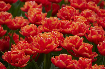 Tulipa Icoon -  Pack of 6