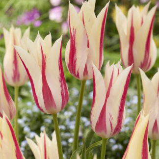 Tulip Marilyn - Pack of 6 Bulbs