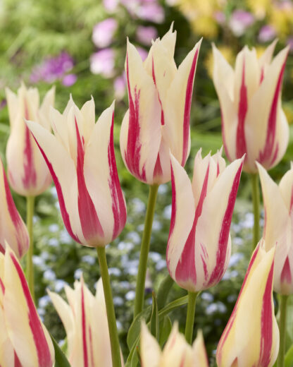 Tulip Marilyn - Pack of 6 Bulbs