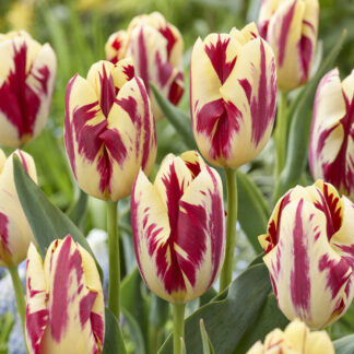 Tulip Grand Perfection - Pack of 6 Bulbs