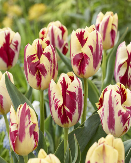 Tulip Grand Perfection - Pack of 6 Bulbs