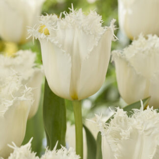 Tulip Fringed Noordeinde- Pack of 6