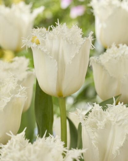 Tulip Fringed Noordeinde- Pack of 6