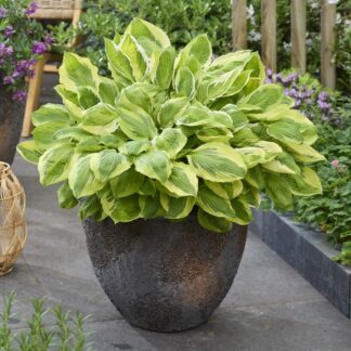 Hosta Capitan's Adventure