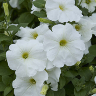 Petunia Surfinia White - Trailing Basket & Patio Plant