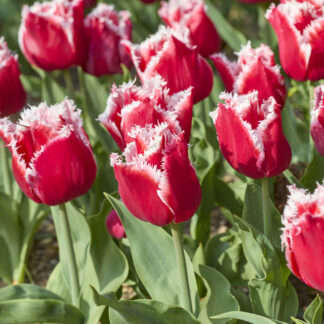 Tulipa New Santa - Pack of 6