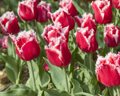 Tulipa New Santa - Pack of 6