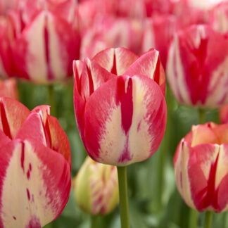Tulipa Spryng Break - Pack of 6