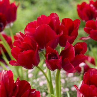 Tulip Fiery Club - Pack of 6