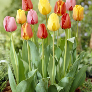 Tulip Darwin Hybrid Mix - Pack of 25