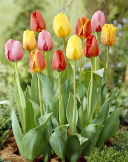 Tulip Darwin Hybrid Mix - Pack of 25