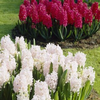 Hyacinth Red And White - Spring Air Mix - Pack of 8