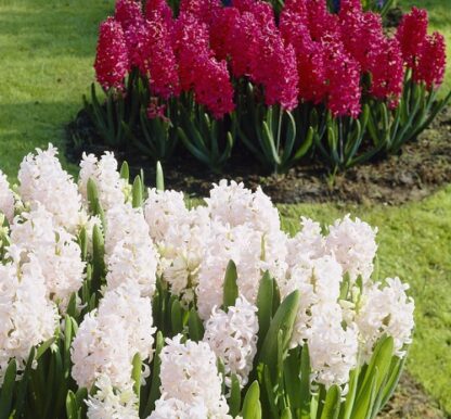 Hyacinth Red And White - Spring Air Mix - Pack of 8