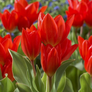 Tulipa Praestans Fusilier - Pack of 6