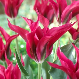 Tulip Doll's Minuet  - Pack of 6