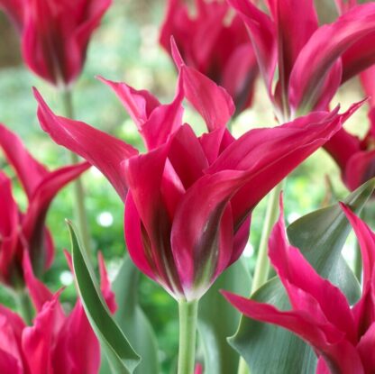 Tulip Doll's Minuet  - Pack of 6