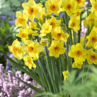 Narcissus Hoopoe - Pack of 25 Bulbs