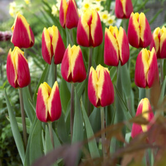 Tulipa Jan Seignette -  Pack of 6