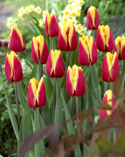Tulipa Jan Seignette -  Pack of 6