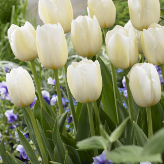 Tulipa Pays Bas - Pack of 6