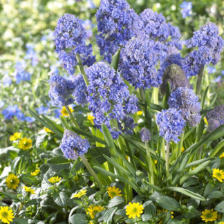 Muscari Fantasy Creation - Pack of 10