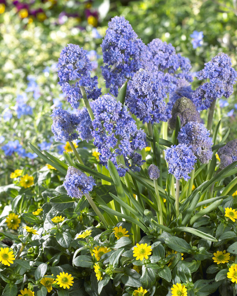 Muscari Fantasy Creation - Pack of 10