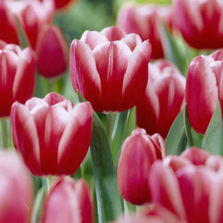 Tulip Kung Fu'- Pack of 6 Bulbs