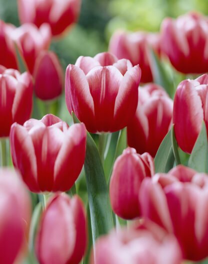 Tulip Kung Fu'- Pack of 6 Bulbs