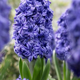 Hyacinth 'Royal Navy' - Pack of 3