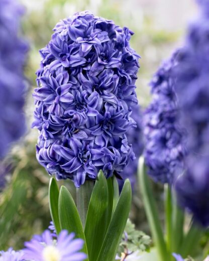 Hyacinth 'Royal Navy' - Pack of 3