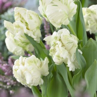 Tulip Super Parrot- Pack of 6