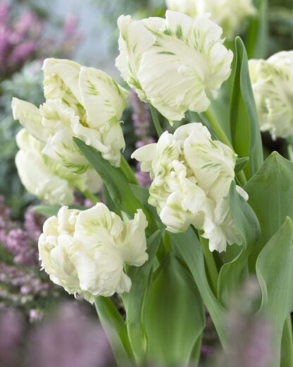 Tulip Super Parrot- Pack of 6