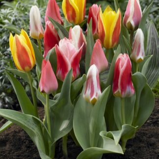 Tulip Greigii Mixed - Pack of 10 Bulbs