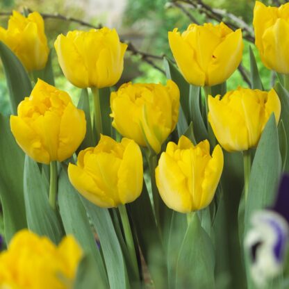Tulipa Marie Jo - Pack of 6