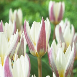 Tulip Ice Stick - Pack of 6 Bulbs