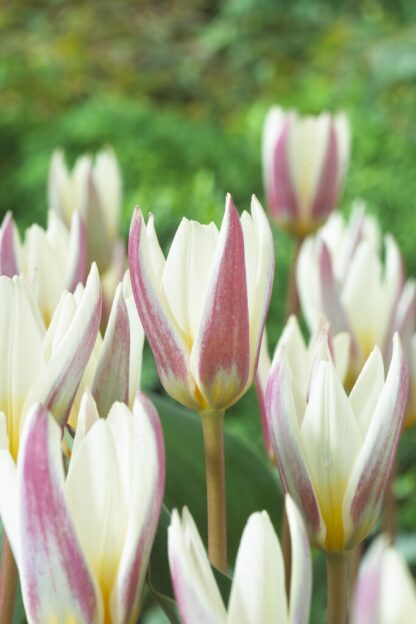Tulip Ice Stick - Pack of 6 Bulbs