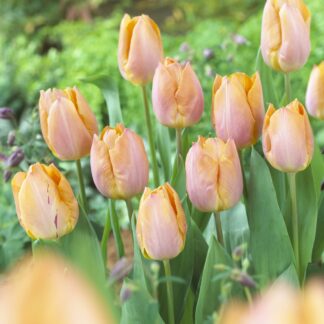 Tulipa Salmon Prince - Pack of 6